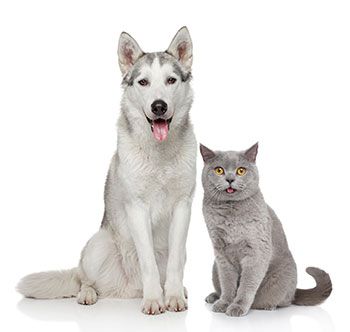 Dog and cat patients