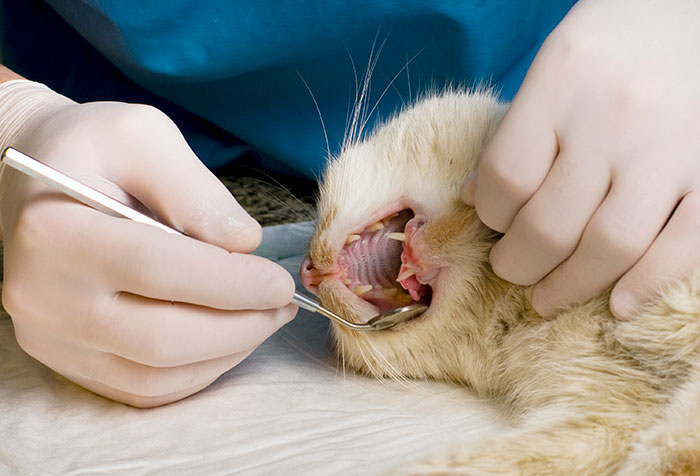 how much is teeth cleaning for cats