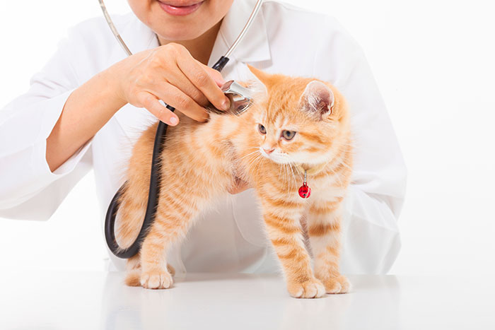 annual-check-up-vet-clinic-spruce-grove-ab