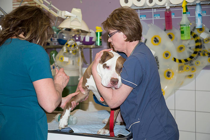 dog is prepared for an emergency procedure by his animal health technicians