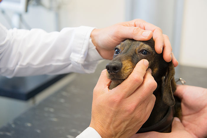 A Dachshund gets an eye exam by his vet