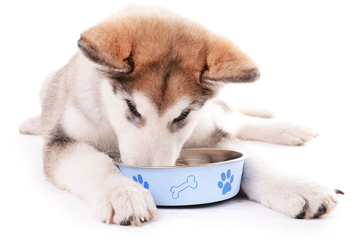 puppy lies on the floor as he eats food from his bowl