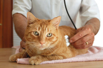 a mature cat is in to see his vet for a checkup