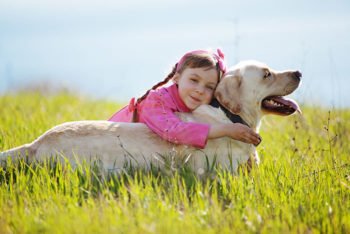 An older dog plays in a field with a young girl