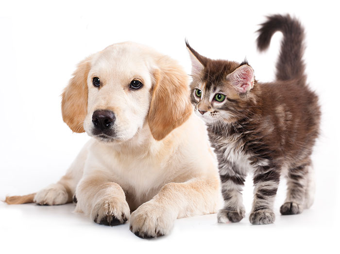 puppies and kittens should be spayed and neutered when young