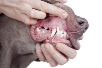 veterinarian performs a dental exam on a dog
