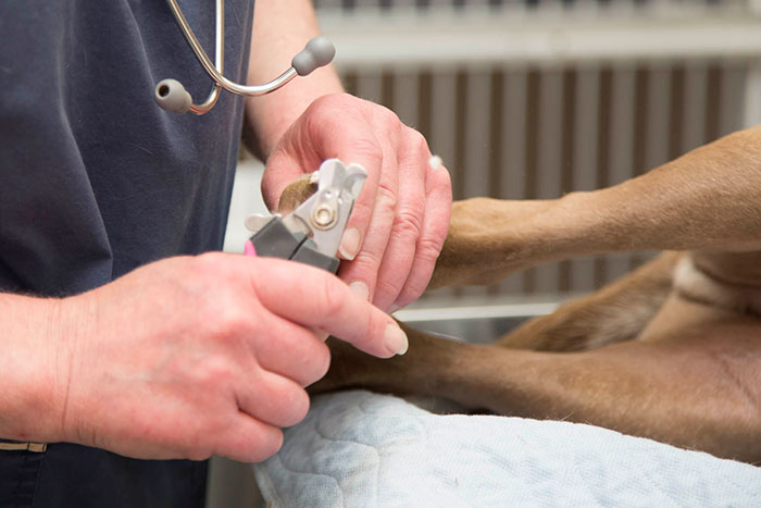 Parkland vet clinic provides nail clipping and nail trimming services for dogs and cats in the Spruce Grove area.