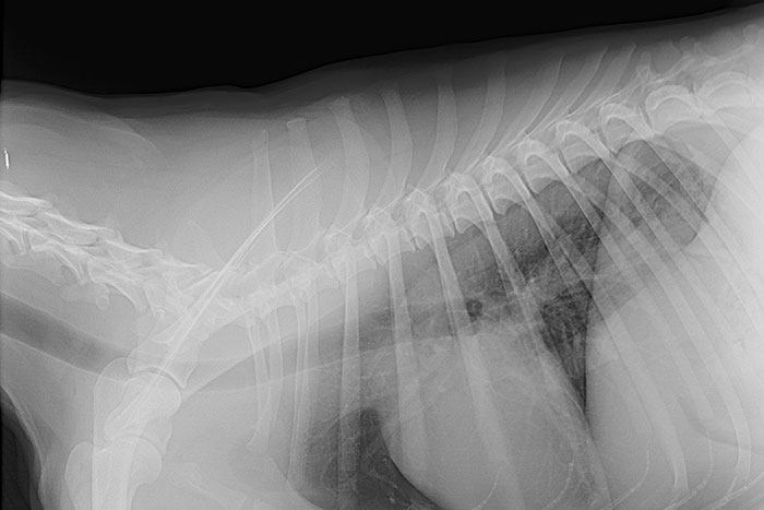 x-ray of a dog