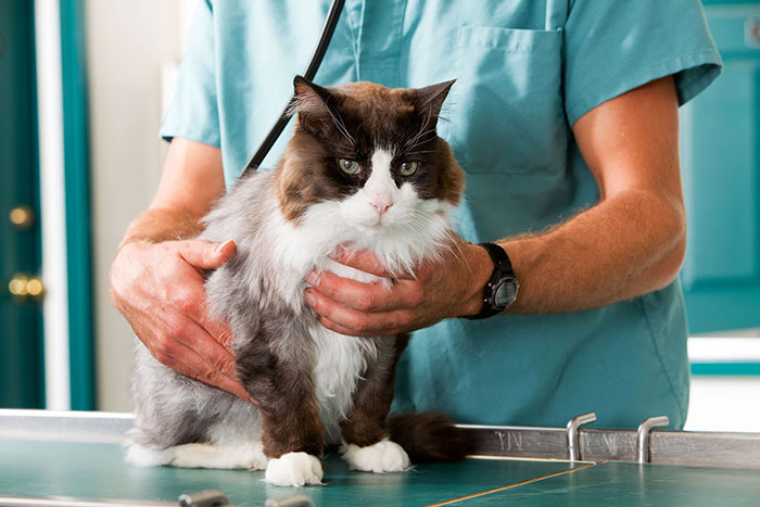 an older cat is having a checkup performed by his veterinarian