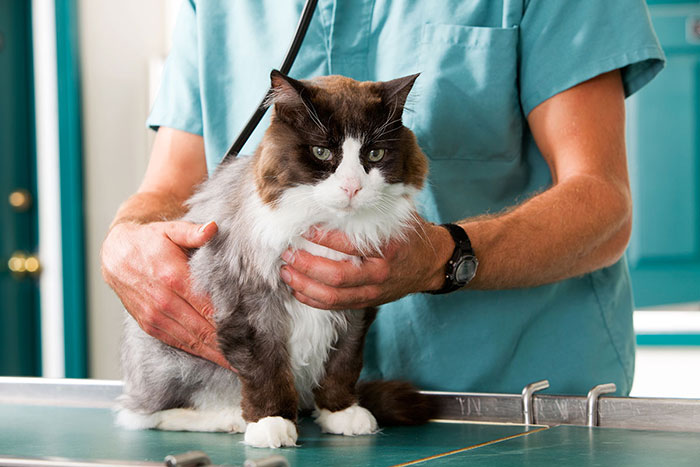 Vet near me store cat