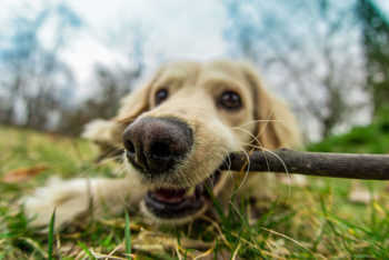 Close up photo of a dog with a stick playing in the park