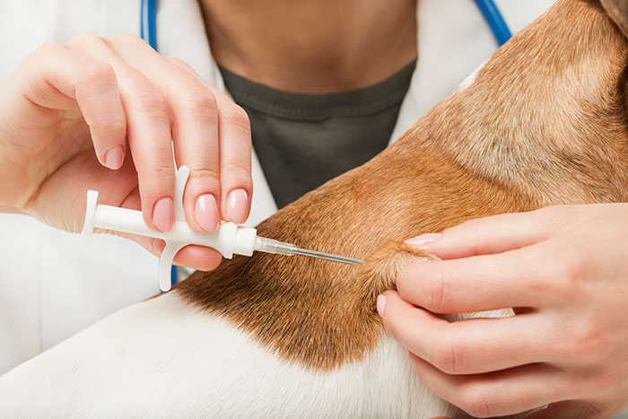 a dog has a microchip inserted by a vet at the clinic.