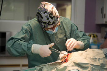 veterinarian performs surgery on a dog at the clinic